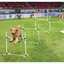 Dog Agility Training Equipment for Dog Agility Course