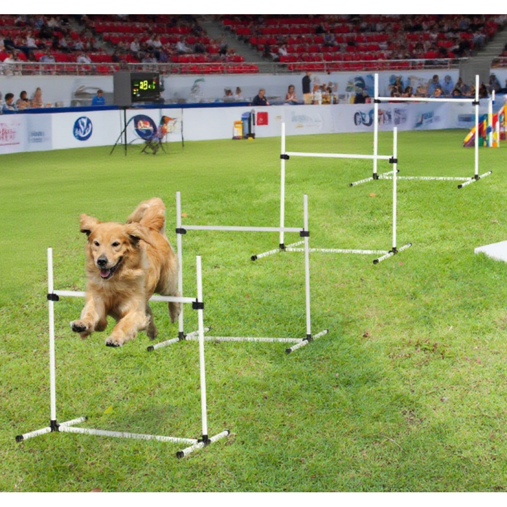 Dog Agility Training Equipment for Dog Agility Course
